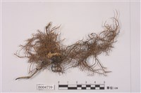 藏品(樹花屬)的圖片